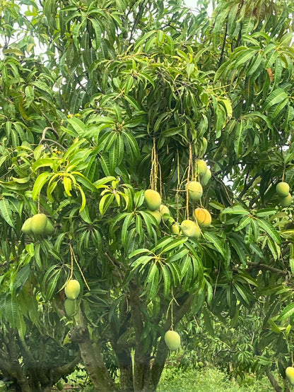 Alphonso Mangoes (1 Dozen, 4 Kgs)